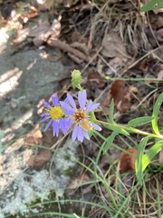 Eurybia surculosa