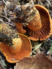 Cortinarius semisanguineus