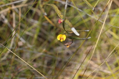 Bossiaea ensata