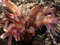 Aphyllon corymbosum