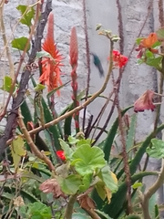 Cynanthus latirostris