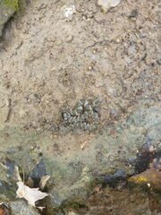 Nerodia sipedon pleuralis