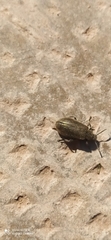 Lagria villosa