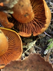 Cortinarius semisanguineus
