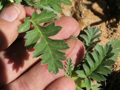 Pelargonium pulchellum