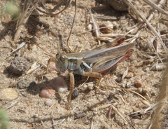 Melanoplus angustipennis