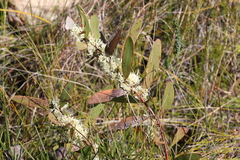 Hakea florulenta