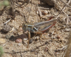 Melanoplus angustipennis