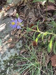 Eurybia surculosa