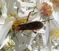 Aleiodes