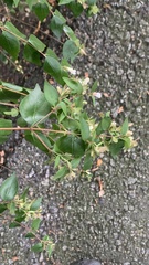 Philadelphus lewisii