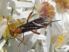 Aleiodes