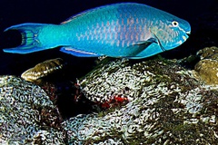 Scarus rubroviolaceus