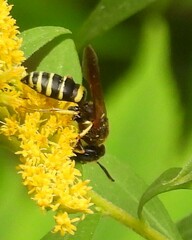 Philanthus solivagus