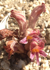 Aphyllon corymbosum