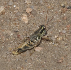 Melanoplus lakinus