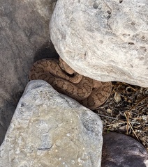 Crotalus oreganus concolor