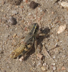 Melanoplus lakinus