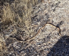 Pituophis catenifer deserticola