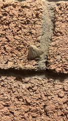 Protodeltote albidula