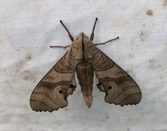 Marumba