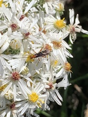 Aleiodes