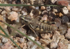 Melanoplus lakinus