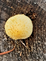 Suillus tomentosus