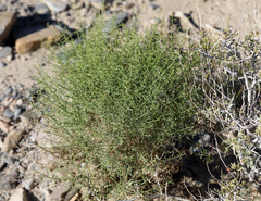 Gutierrezia microcephala