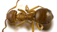 Lasius aphidicola