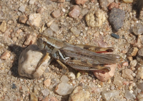 Narrow-winged Spur-throat Grasshopper photo 5