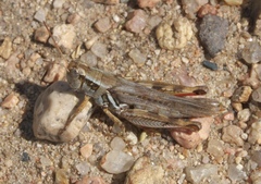 Melanoplus bowditchi