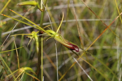 Cryptostylis subulata