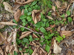 Epigaea repens