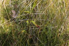 Cryptostylis subulata