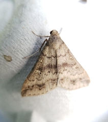 Renia discoloralis