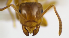 Lasius aphidicola