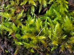 Brachythecium albicans