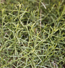 Gutierrezia microcephala