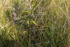 Cryptostylis subulata