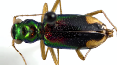 Tetracha carolina