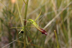 Cryptostylis subulata