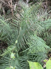 Pteris longifolia