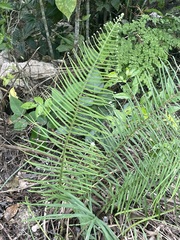 Pteris longifolia