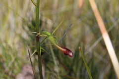 Cryptostylis subulata