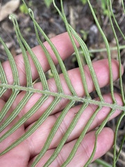 Pteris longifolia