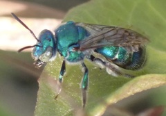 Paraugochloropsis