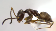 Forelius pruinosus