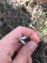 Eriochilus cucullatus