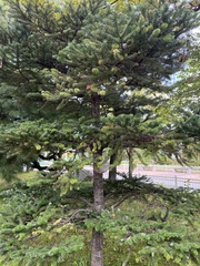 Abies koreana